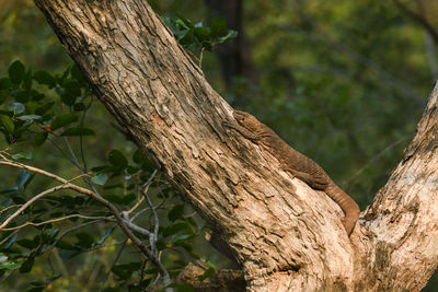 Close-up of tree trunk in forest