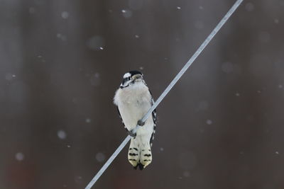 Close-up of bird perching on twig