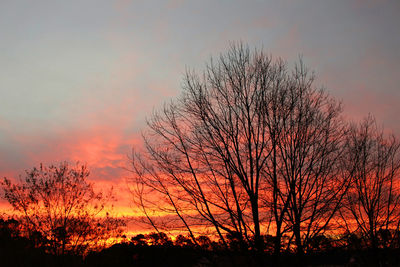 Silhouette of trees at sunset