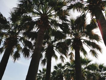 Low angle view of palm trees against clear sky