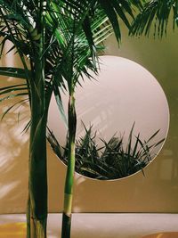 Close-up of palm tree by potted plant against wall