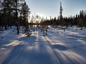 Snow covered trees against sky