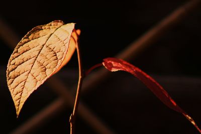 Close-up of autumn leaf against black background