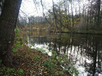 Scenic view of lake in forest