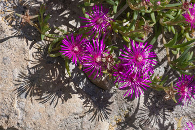 Close-up of pink flowers