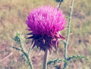 Close-up of pink thistle flower