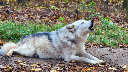 Side view of a dog lying on land