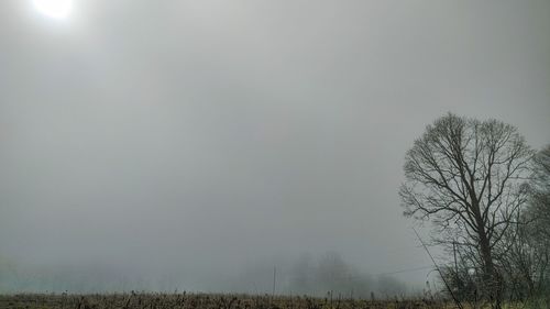 Bare trees on field against sky