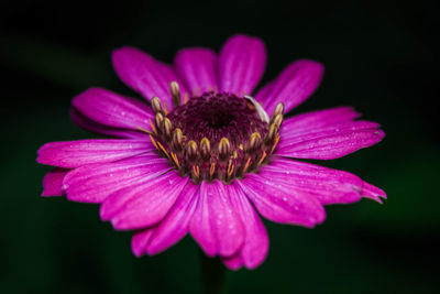 Close-up of pink flower