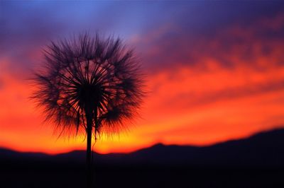 Close-up of silhouette dandelion seed against orange sky during sunset