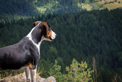 Close-up of dog standing on mountain