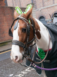 Close-up of a horse