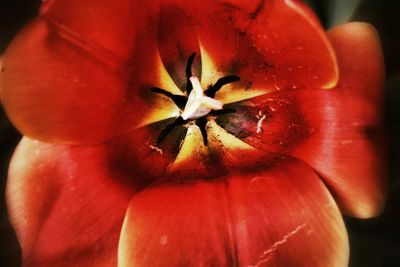 Close-up of red rose