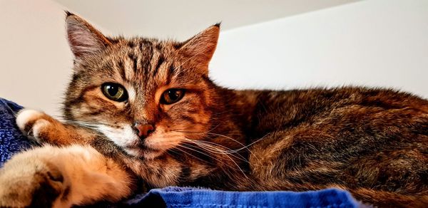 Close-up portrait of a cat resting