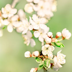 Close-up of cherry blossom