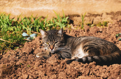 Cat resting on field
