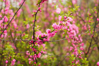 Close-up of pink flowering plant