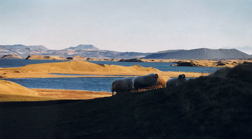 Scenic view of landscape with sheeps, lake and hills in myvatn iceland