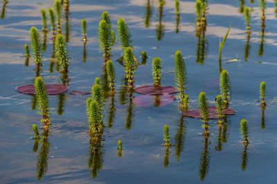 Plant growing in water