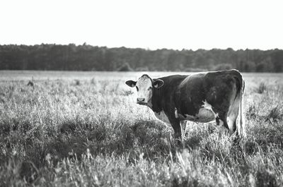 Cow on field against sky