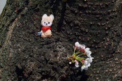 High angle view of small flower on tree trunk