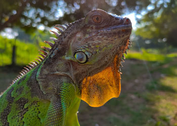 Close-up of lizard