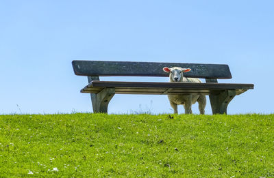 Sheep around a bench on a levee in sunny ambiance seen in northern germany