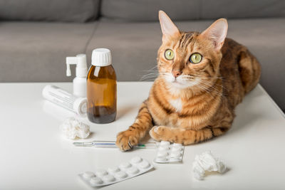 Domestic cat on the table with medicines for colds. virus. medicines for home treatment.