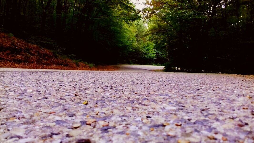 CLOSE-UP OF ROAD IN FOREST