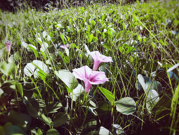 Close-up of flowers blooming in field