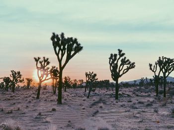 Silhouette trees on field against sky during sunset