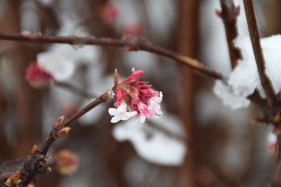 Close-up of pink cherry blossoms in spring