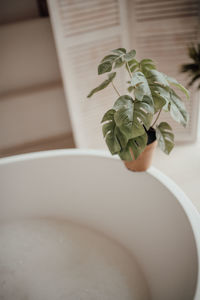 Close-up of potted plant on table