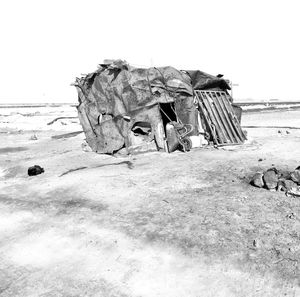 View of an animal on beach