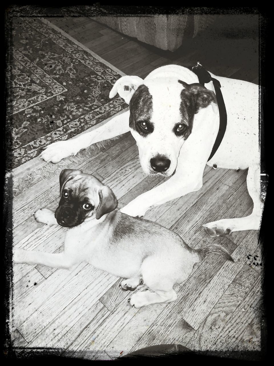 transfer print, pets, auto post production filter, domestic animals, dog, one animal, animal themes, high angle view, mammal, looking at camera, portrait, sitting, full length, indoors, shadow, toy, animal representation, day, no people, sunlight