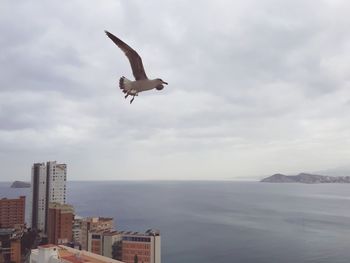 Seagull flying over sea against sky