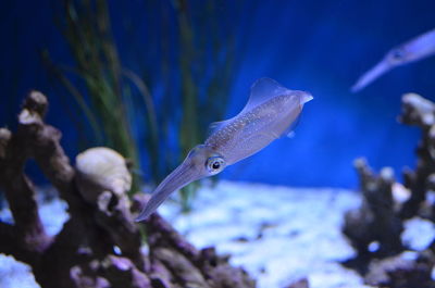 Close-up of fish swimming in aquarium