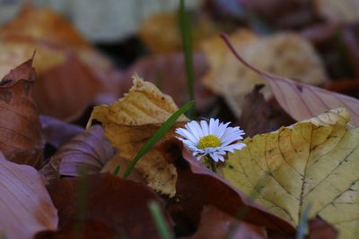 Close-up of white flowering plant leaves