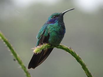 Green violetear-colibri thalassinus in monteverde national park, costa rica