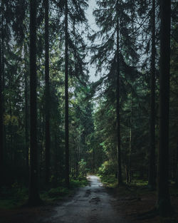 Footpath amidst trees in forest