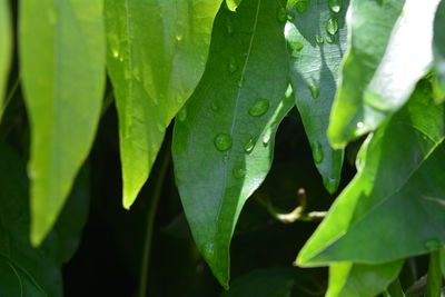 Close-up of wet plant leaves during rainy season