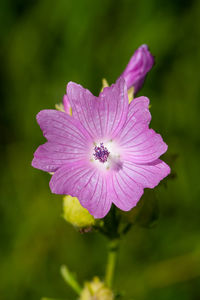 Close-up of pink flower