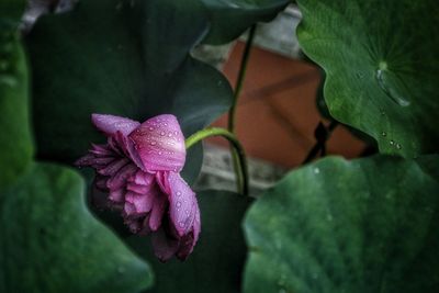 Close-up of pink flowers