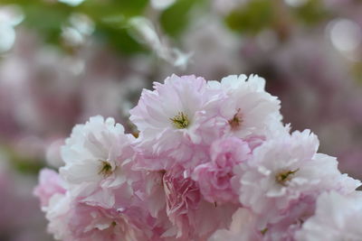 Close-up of pink cherry blossoms