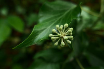 Close-up of flower buds growing on plant