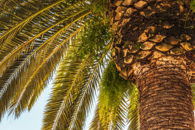 Low angle view of palm trees