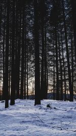 Trees in forest,winter.