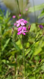 Close-up of pink flower blooming outdoors