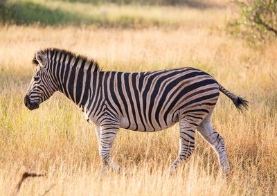 Zebra standing on field