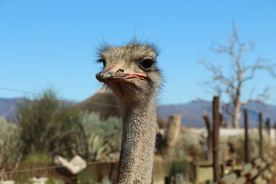 Close-up portrait of ostrich against clear blue sky